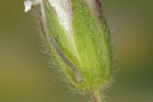 Eupithecia satyrata: Bild 24