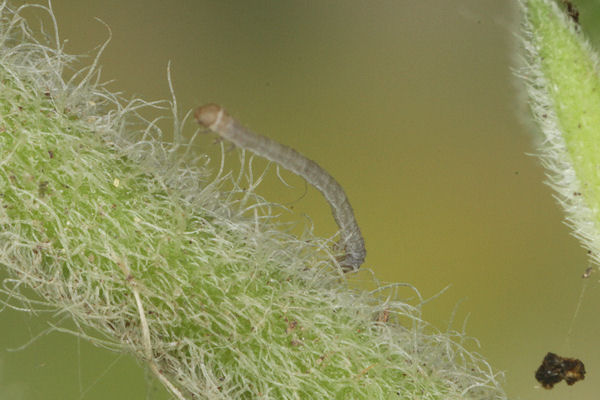 Eupithecia satyrata: Bild 26