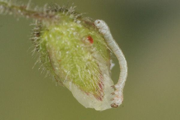 Eupithecia satyrata: Bild 27