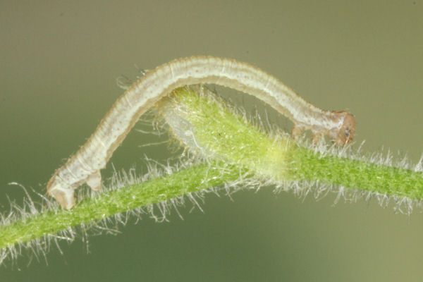 Eupithecia satyrata: Bild 44