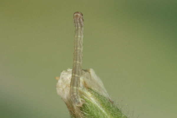 Eupithecia satyrata: Bild 45