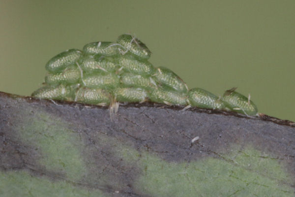 Lomaspilis marginata: Bild 5