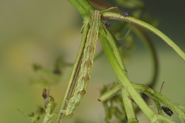 Eupithecia valerianata: Bild 10