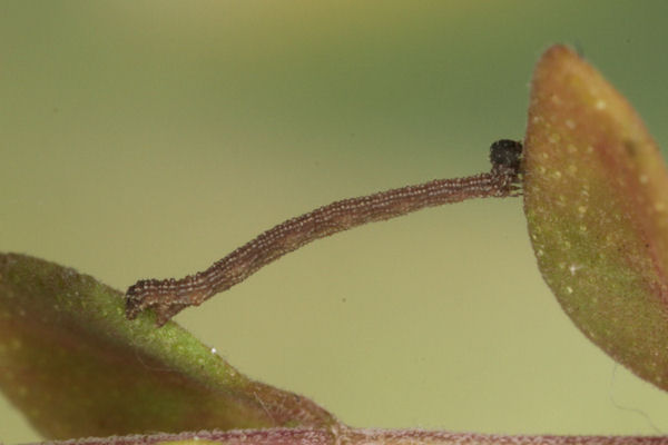 Idaea sericeata: Bild 17