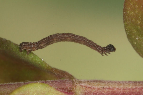 Idaea sericeata: Bild 18