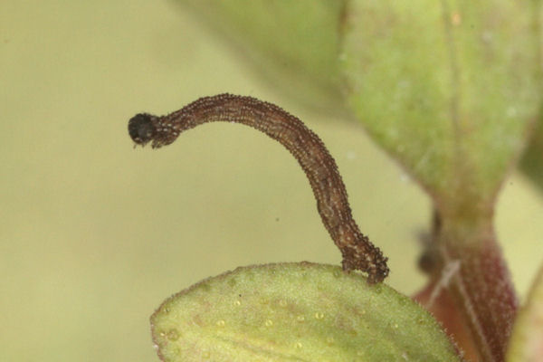 Idaea sericeata: Bild 19