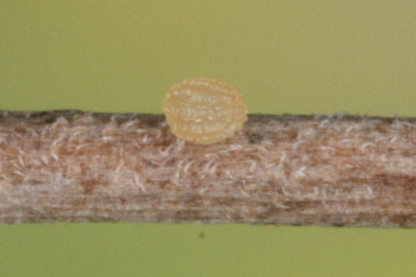 Idaea rusticata: Bild 4