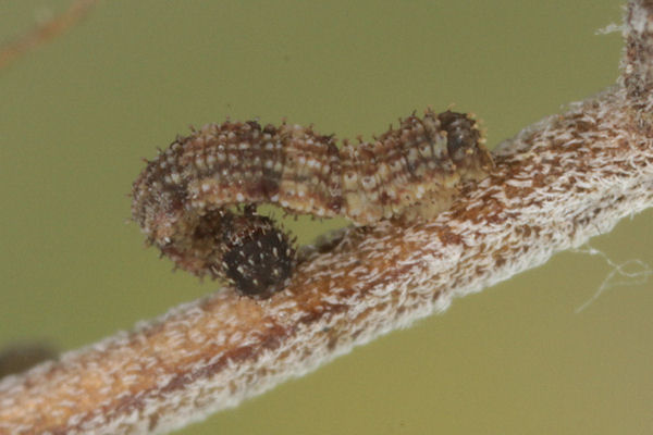 Idaea rusticata: Bild 6