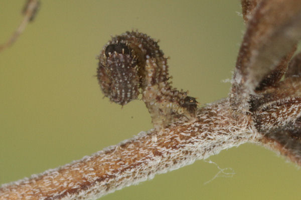 Idaea rusticata: Bild 7