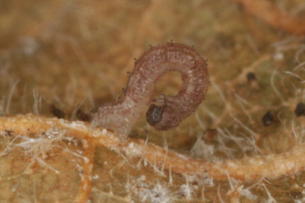 Idaea rusticata: Bild 10