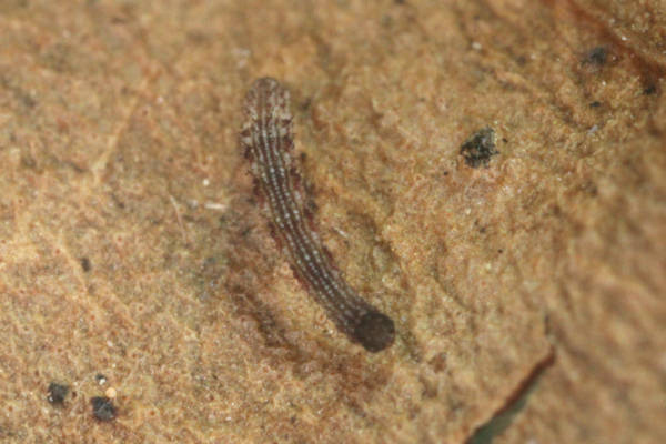 Idaea rusticata: Bild 12