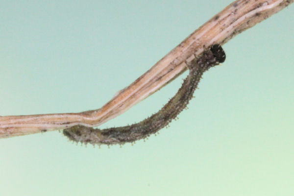 Idaea rusticata: Bild 13