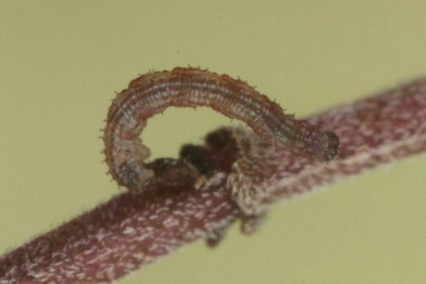 Idaea rusticata: Bild 16