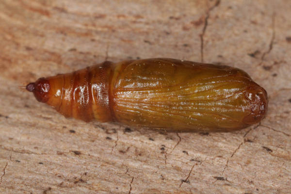 Eupithecia vulgata: Bild 55