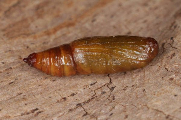 Eupithecia vulgata: Bild 57