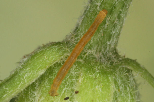 Eupithecia satyrata: Bild 30