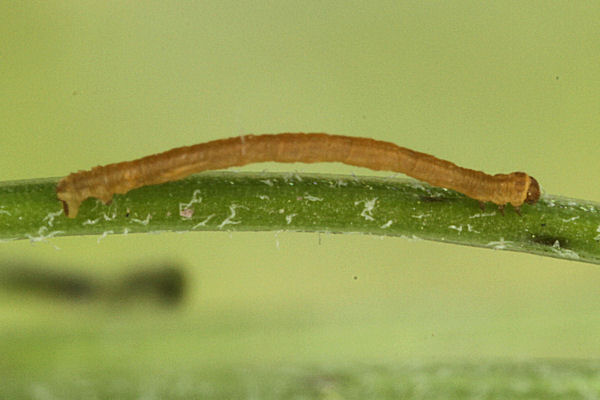 Eupithecia satyrata: Bild 49