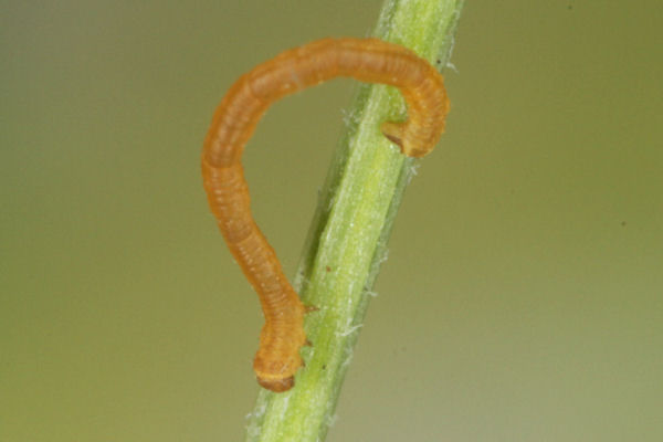 Eupithecia satyrata: Bild 51