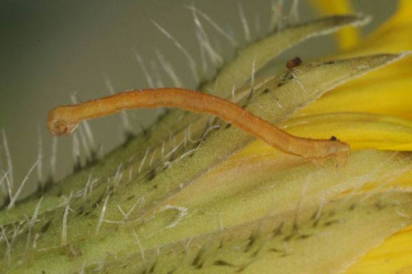 Eupithecia satyrata: Bild 55