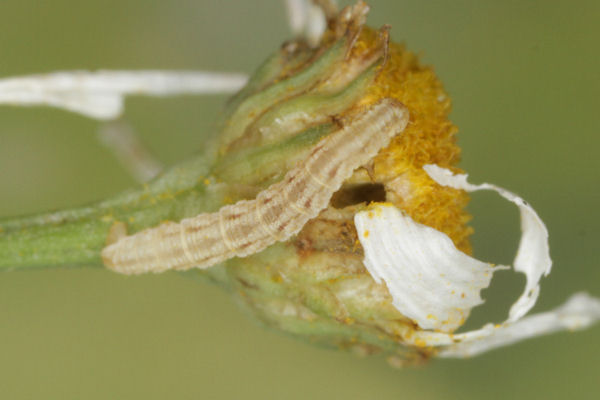 Eupithecia satyrata: Bild 79