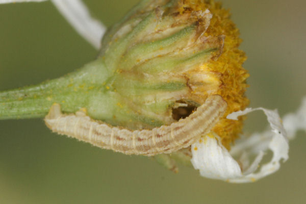 Eupithecia satyrata: Bild 80
