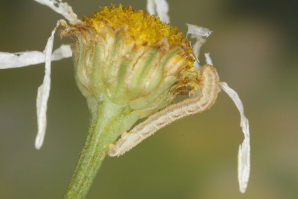 Eupithecia satyrata: Bild 81
