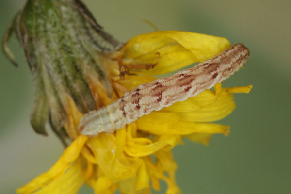 Eupithecia satyrata: Bild 111