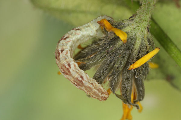 Eupithecia satyrata: Bild 112
