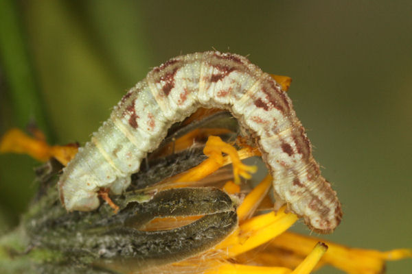Eupithecia satyrata: Bild 113