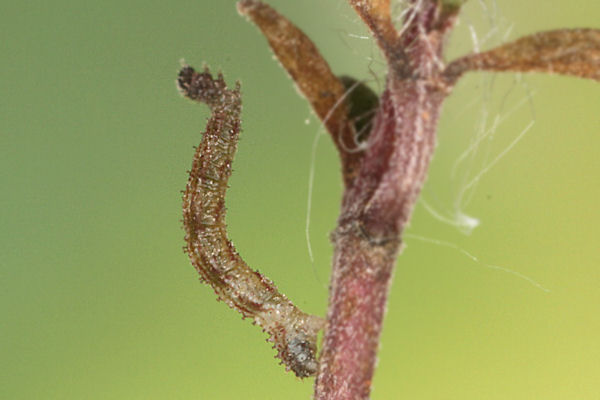 Idaea rusticata: Bild 19