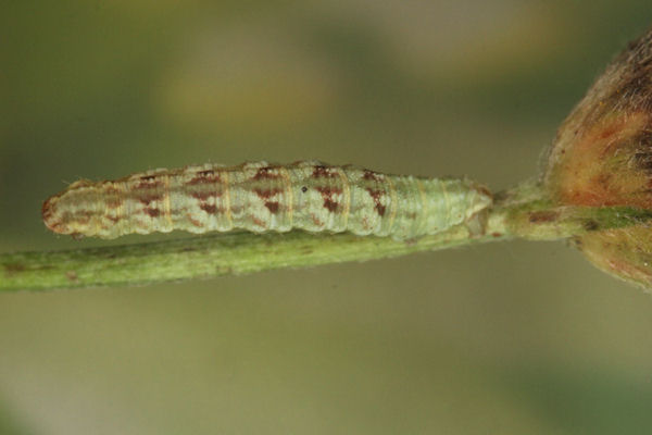 Eupithecia satyrata: Bild 114