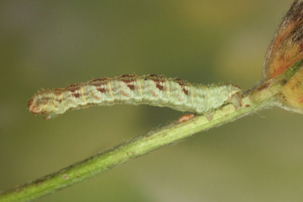 Eupithecia satyrata: Bild 116