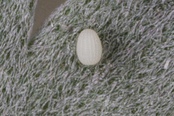 Scopula subpunctaria: Bild 1