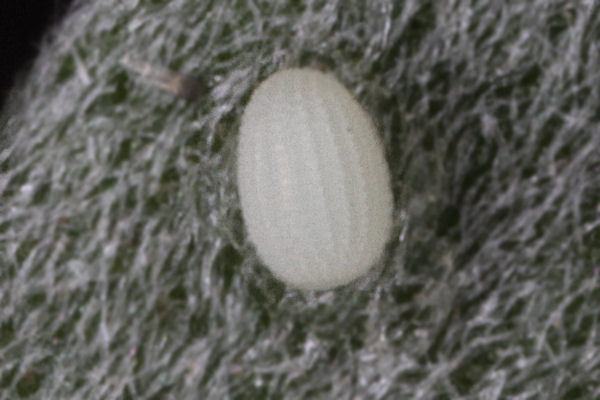 Scopula subpunctaria: Bild 3