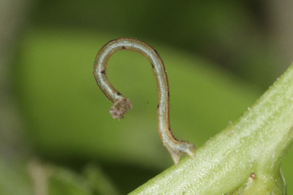 Scopula subpunctaria: Bild 9