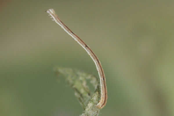 Scopula subpunctaria: Bild 12