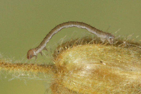 Eupithecia satyrata: Bild 36