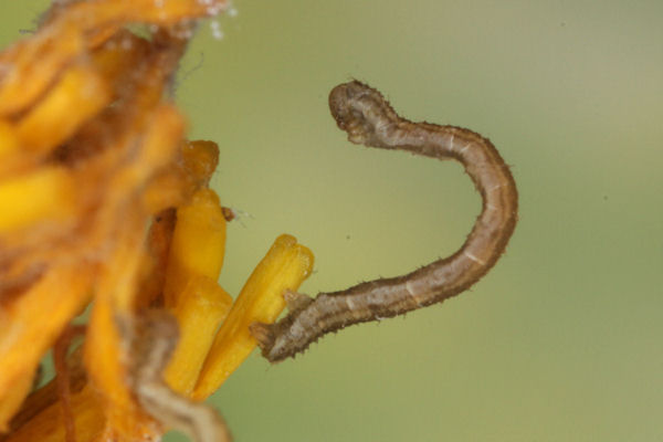Eupithecia satyrata: Bild 56