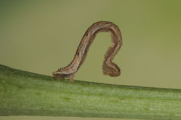 Eupithecia satyrata: Bild 71