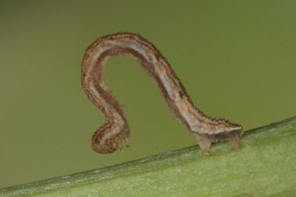 Eupithecia satyrata: Bild 72
