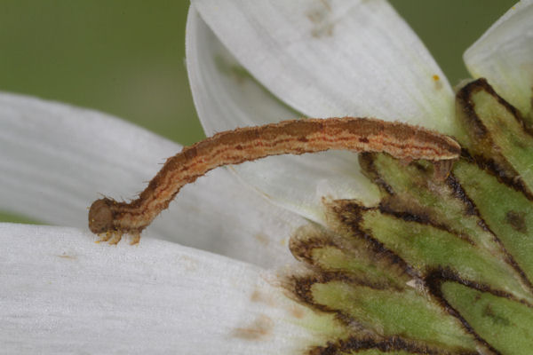 Eupithecia satyrata: Bild 89