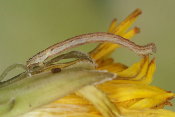 Eupithecia satyrata: Bild 117