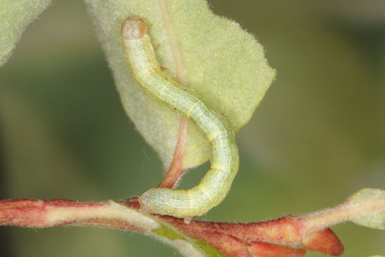 Macaria alternata: Bild 14