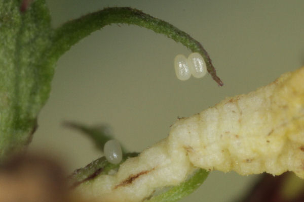 Eupithecia plumbeolata: Bild 3