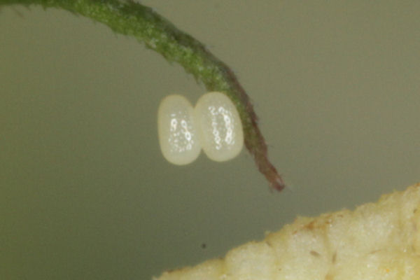 Eupithecia plumbeolata: Bild 4