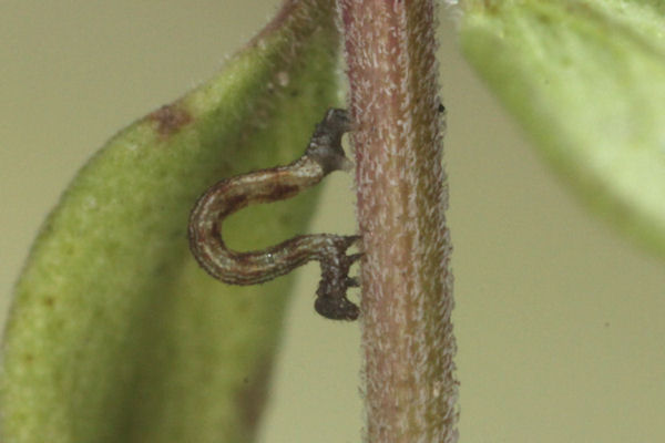 Idaea deversaria: Bild 20