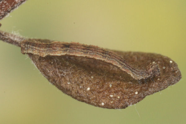 Idaea deversaria: Bild 26