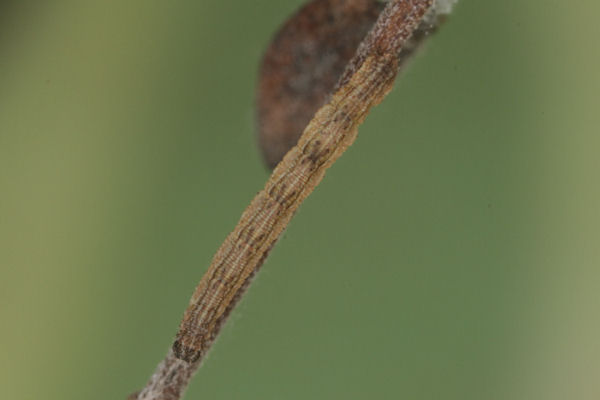 Idaea deversaria: Bild 36