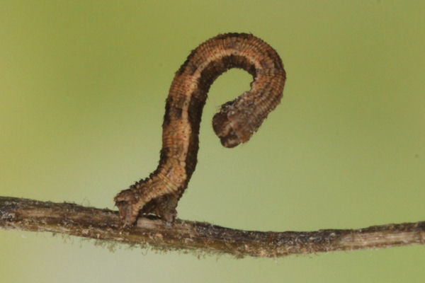 Idaea deversaria: Bild 37