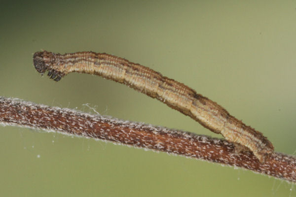 Idaea deversaria: Bild 38